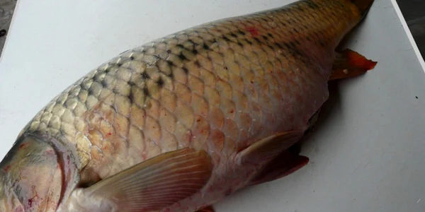 calarasi peste