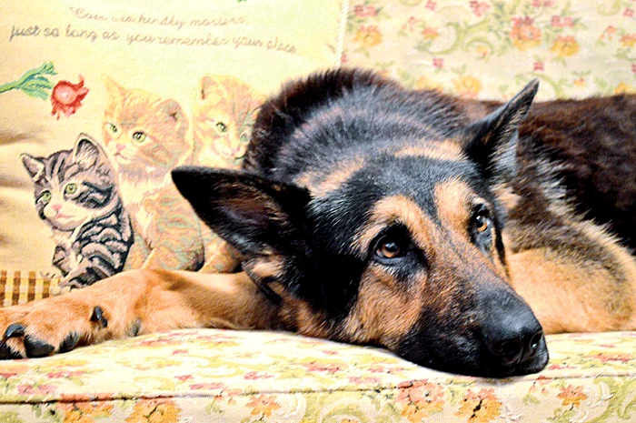 Boala i s-a agravat, iar ciobănescul «pensionat» de Armată se află internat de câteva zile într-o clinică veterinară