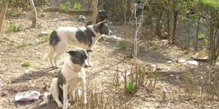 Scandal la Bumbeşti-Jiu pentru maidanezii otrăviţi