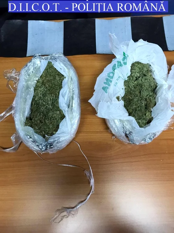 Cannabis primit din Spania  FOTO BCCO Cluj