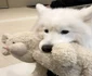 Acest câine merge să doneze sânge pentru un căţel bolnav  Aşa că şi a luat jucăria preferată ca să prindă curaj  jpeg