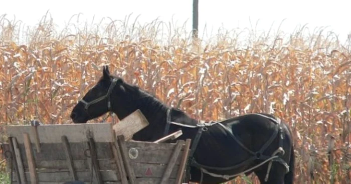 Hoţii vin cu căruţa şi fură recolta oamenilor de pe câmp