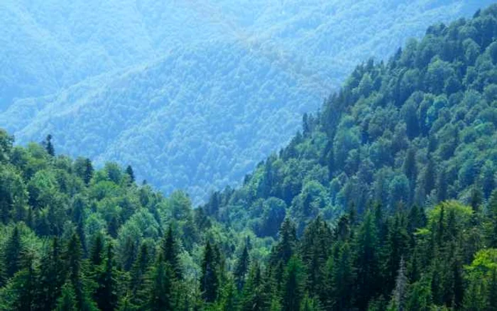 Direcţia Silvică Suceava vrea să recupereze 16.000 de hectare de pădure. FOTO Pagina de Agricultură