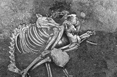 Înmormântarea unui câine din Epoca Fierului, la Cirpan, în Bulgaria (© Stella Nikolova / Live Science)