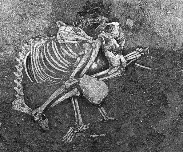 Înmormântarea unui câine din Epoca Fierului, la Cirpan, în Bulgaria (© Stella Nikolova / Live Science)