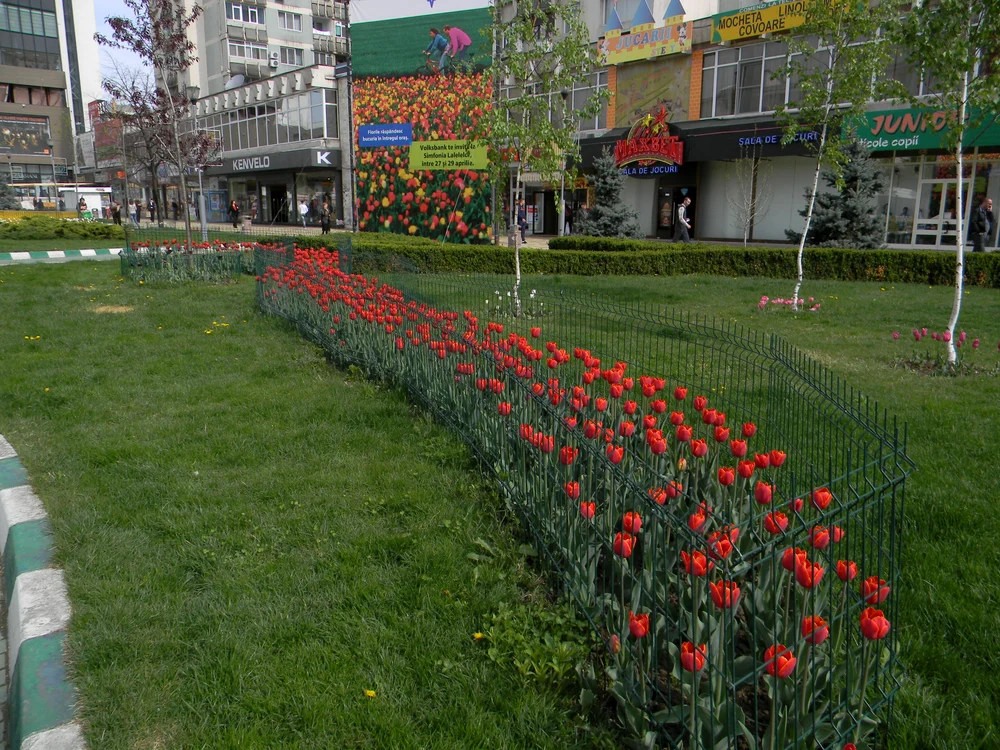 Lalelele Piteștiului au înflorit