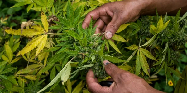 marijuana FOTO Getty Images
