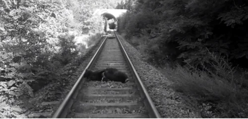 Ursoaică omorâtă de tren în apropierea Mănăstirii Turnu de pe Valea Oltului - Vâlcea Foto Adevărul 3