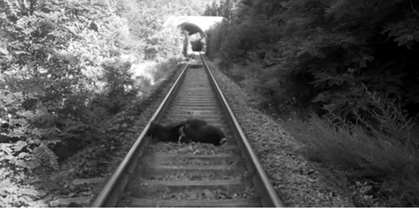 Ursoaică omorâtă de tren în apropierea Mănăstirii Turnu de pe Valea Oltului - Vâlcea Foto Adevărul 3