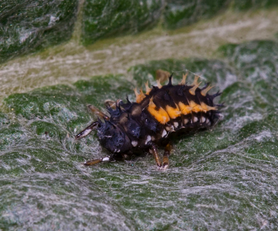 Larva are un aspect cu totul diferit