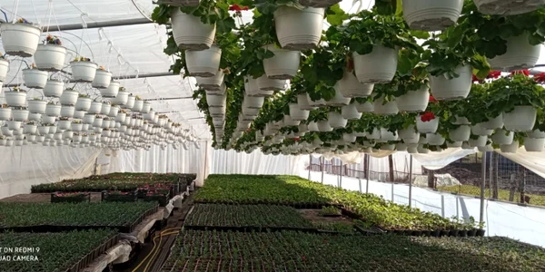 florar valea mare olt - foto adevărul