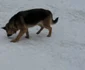 Câinii Jandarmeriei bistriţene 3