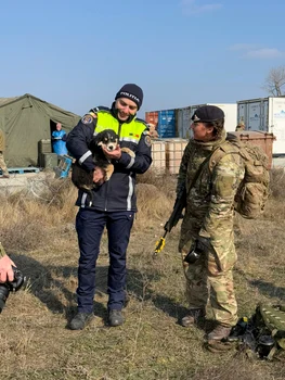 Patru căței au fost salvați de un soldat britanic în timpul unui exercițiu militar la Smârdan. FOTO: IPJ Galați