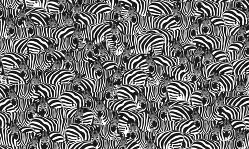 zebra test jpg
