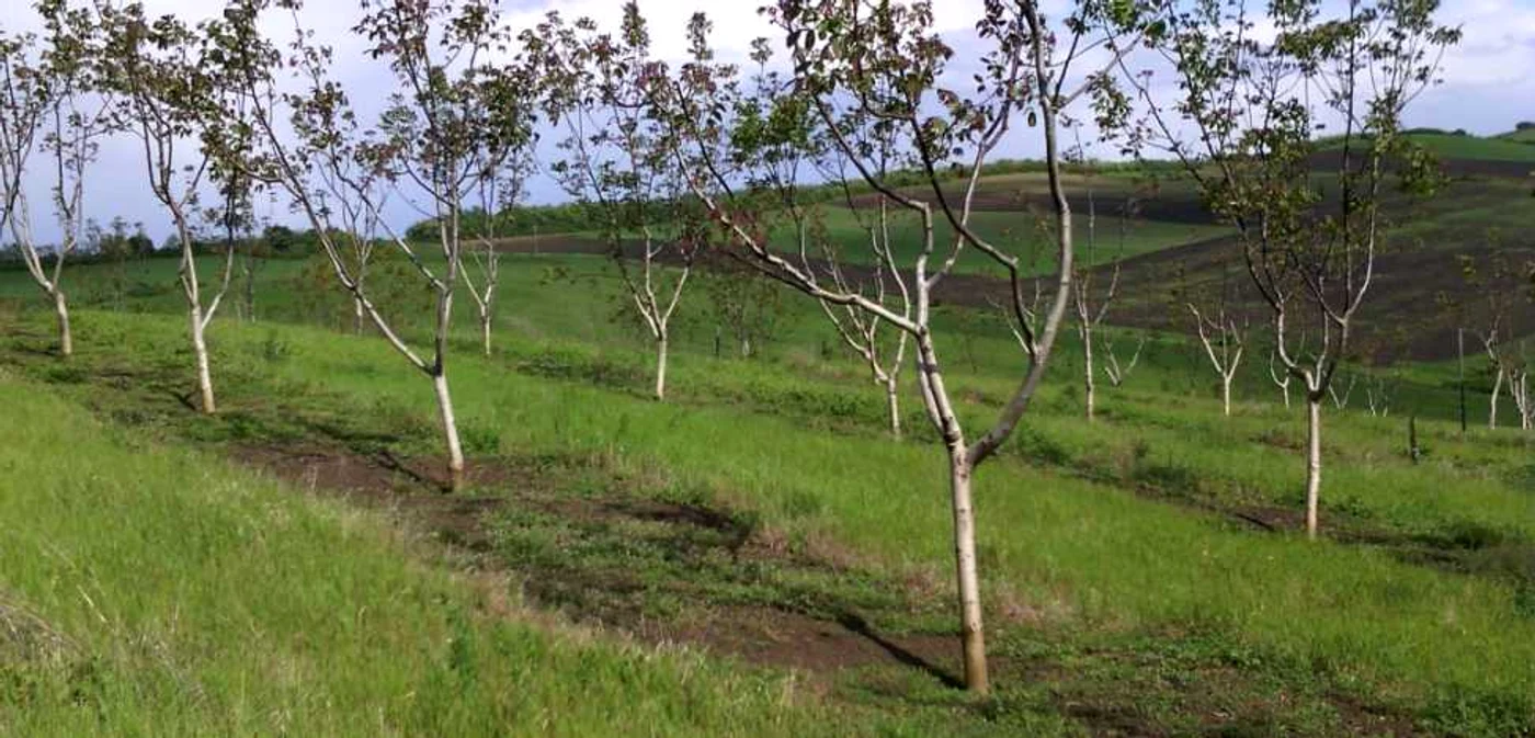 Livada de nuci de la Săulia de Câmpie FOTO arhivă personală Sebastian Pop