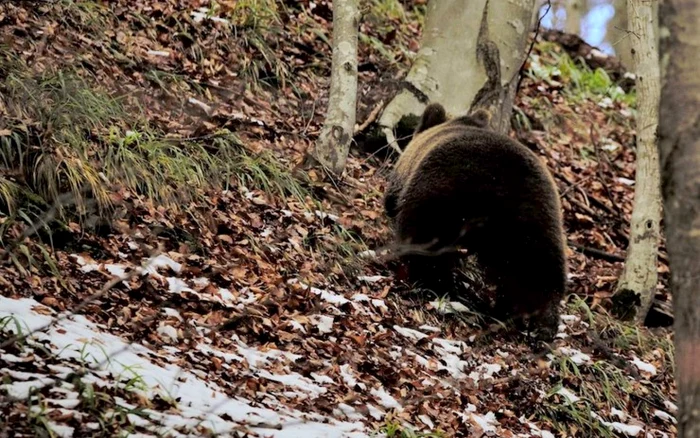 Urs în Munții Șureanu. Foto: Parcul Natural Grădiștea Muncelului Cioclovina