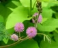 Mimosa Pudica