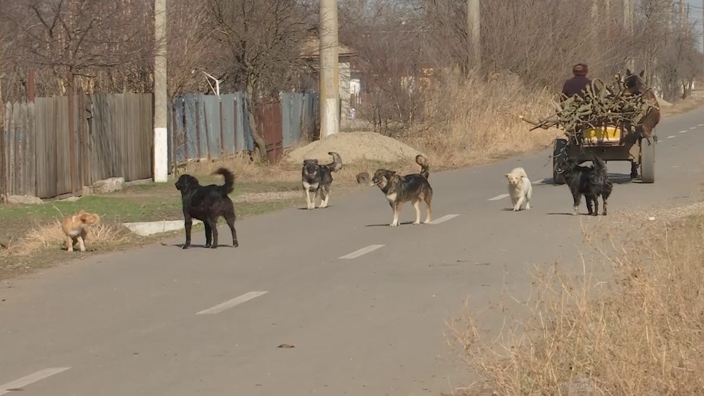Femeie din Buzău, atacată de o haită de câini. A ajuns la spital cu răni pe tot corpul VIDEO  