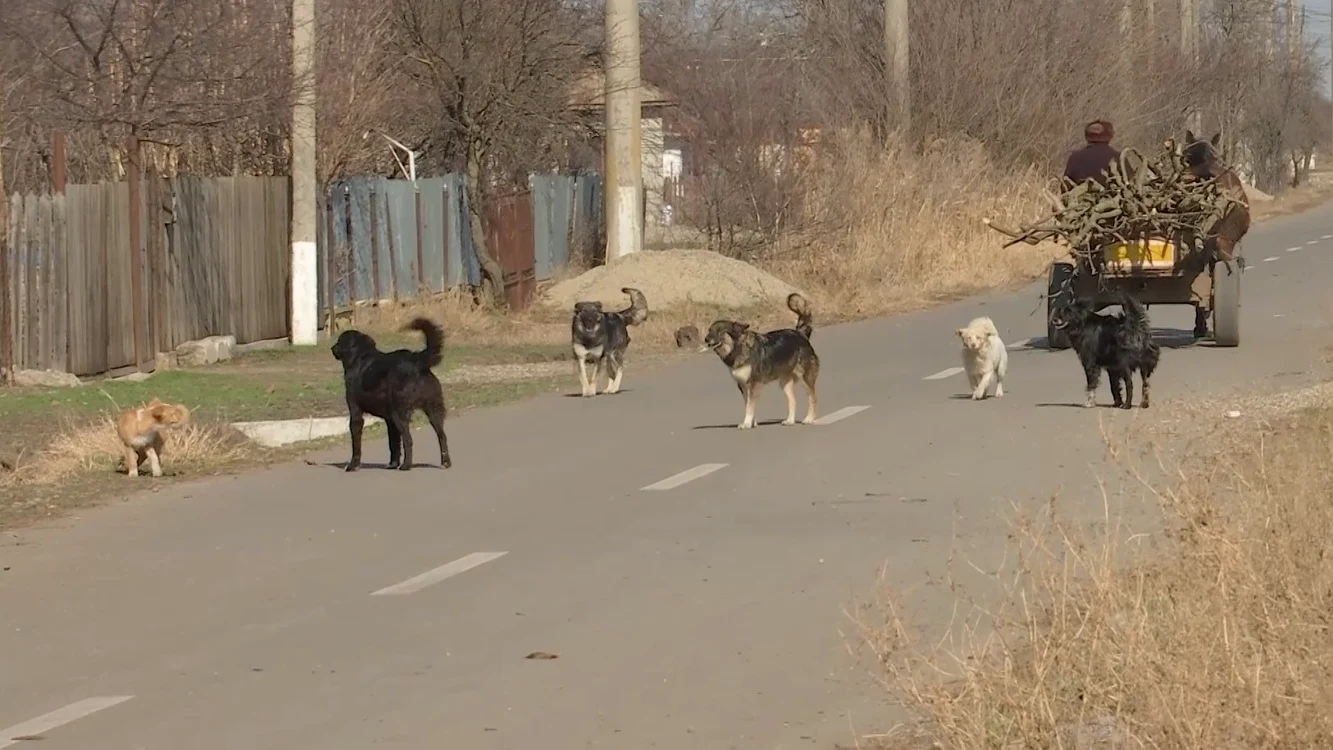 Câinii au fost aduși din alte părți, spun autoritățile. FOTO I. Bunilă