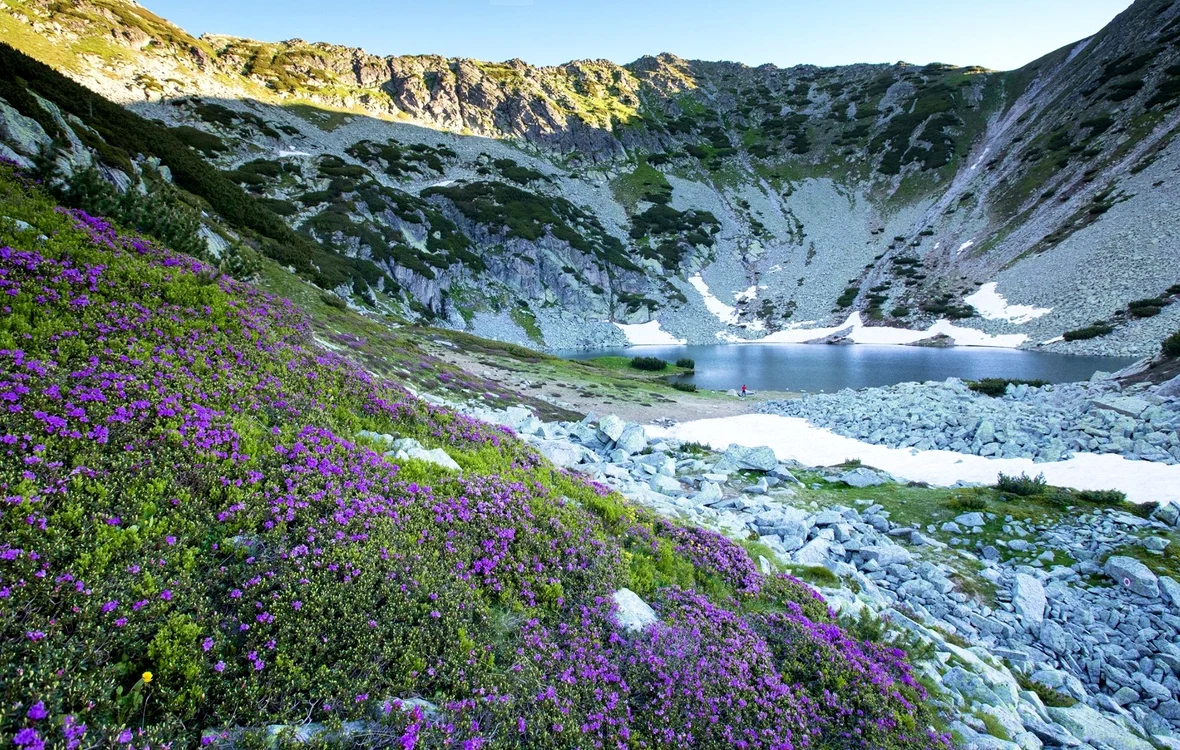 Flori sălbatice la Tăul Țapului. Foto: Marius Turc. Facebook