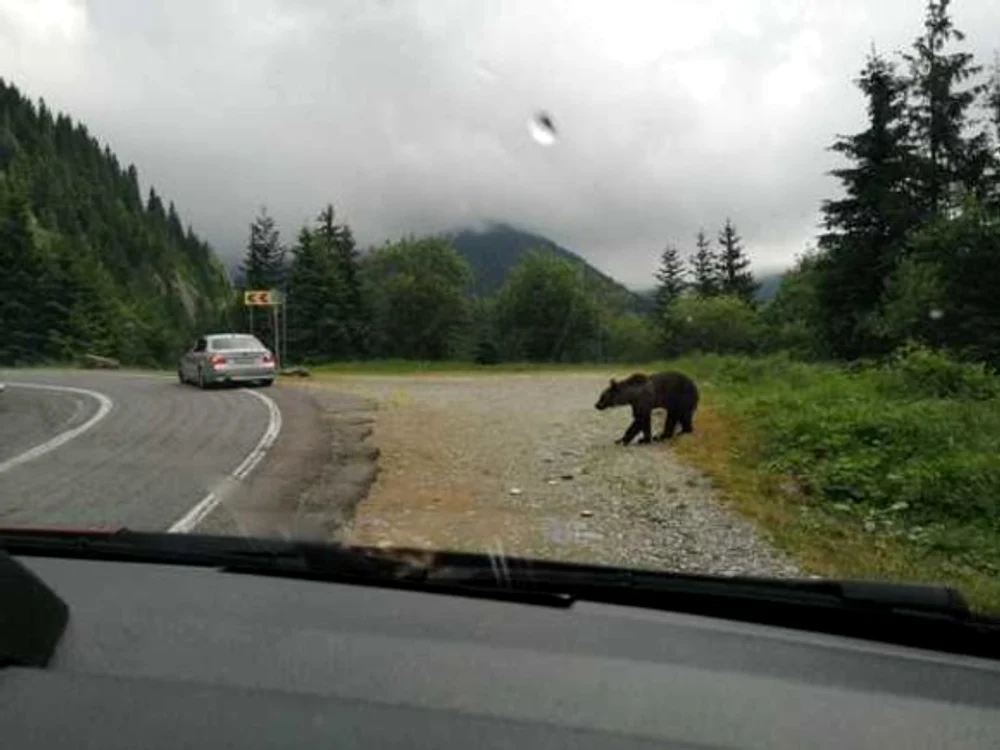 
    Ursul fotografiat de Amalia Enache în zona lacului Vidrarufoto: Instagram  