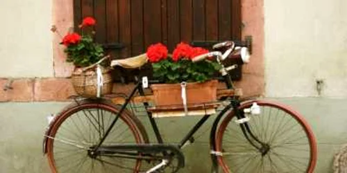 Hoţi de biciclete (foto: adevarul)