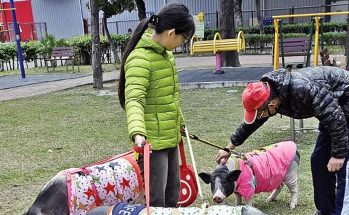 
    Străzile și parcurile,  pline de decorațiuni  