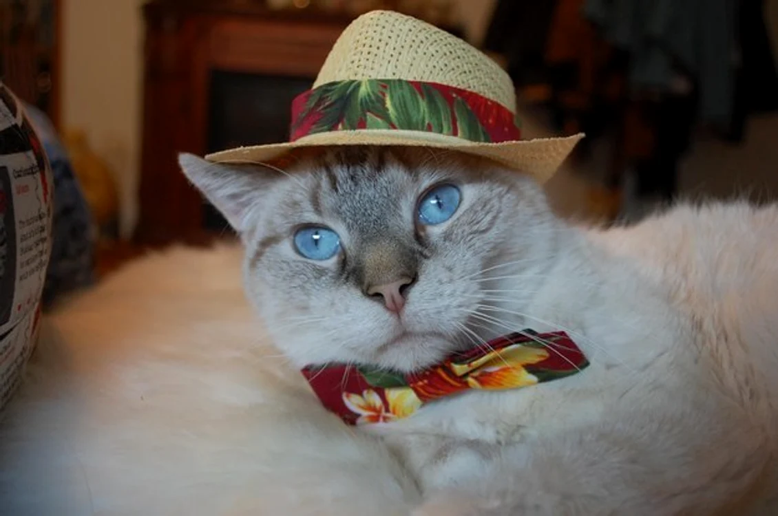 1. Motănelul și-a asortat pălăria cu paionul