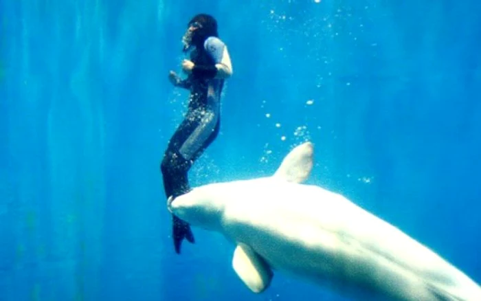 delfin salvator