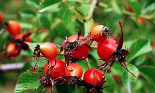 1 70879 original jpg jpeg