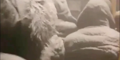 autobuz siberiantimes