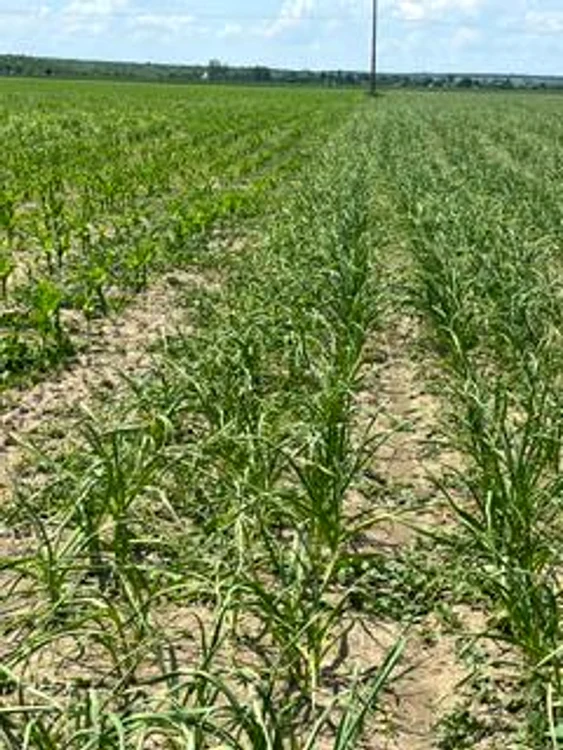 Usturoiul de Fălcoiu, altădată renumit, se mai cultivă doar pe câteva hectare FOTO: arhiva I. Oncică