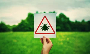 Atentie la capuse  Sursa foto shutterstock 1662479023 jpg