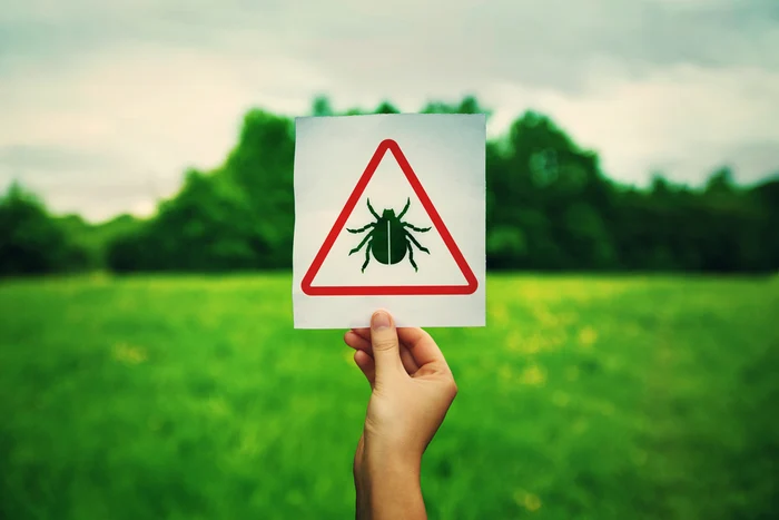 Plantele care alungă căpușele / FOTO: Shutterstock