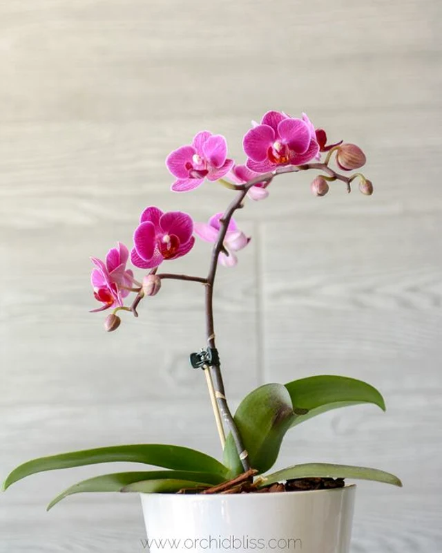 2 orchid jpg jpeg
