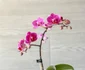2 orchid jpg jpeg