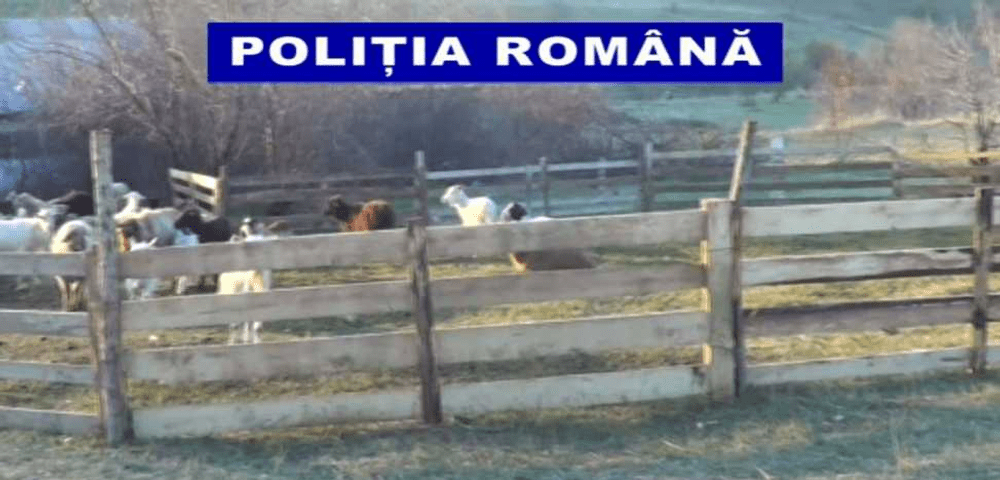 Cioban din Olt, bătut de familia căreia îi îngrijea animalele. La răfuială a participat și un băiat de 15 ani