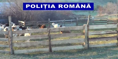 stână