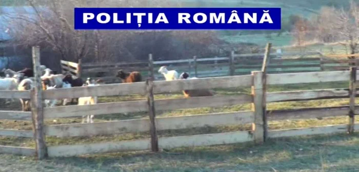 Stâna unde a fost obligat să muncească minorul Foto: IPJ Galaţi