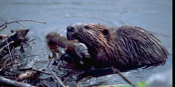 Castorii îşi fac baraje pe apele curgătoare. FOTOgoogle.com