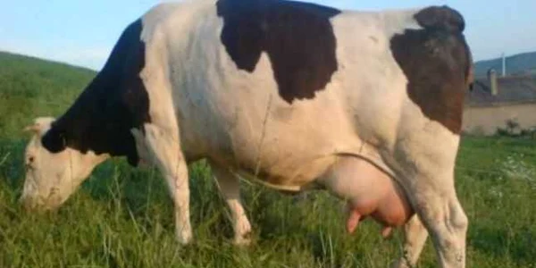 vaca