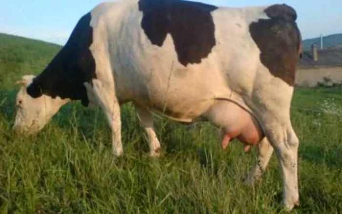 Cei patru barbati sunt cercetati pentru furt calificat FOTO Adevarul arhiva