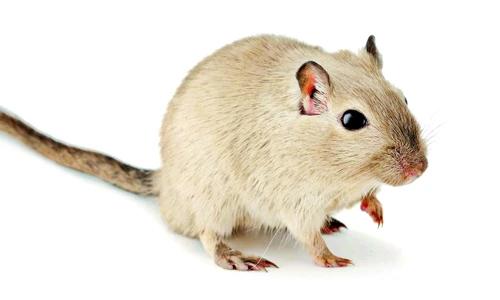 1 50549 original jpg jpeg