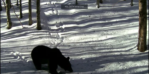 Urs. FOTO  Parcul Natural Bucegi