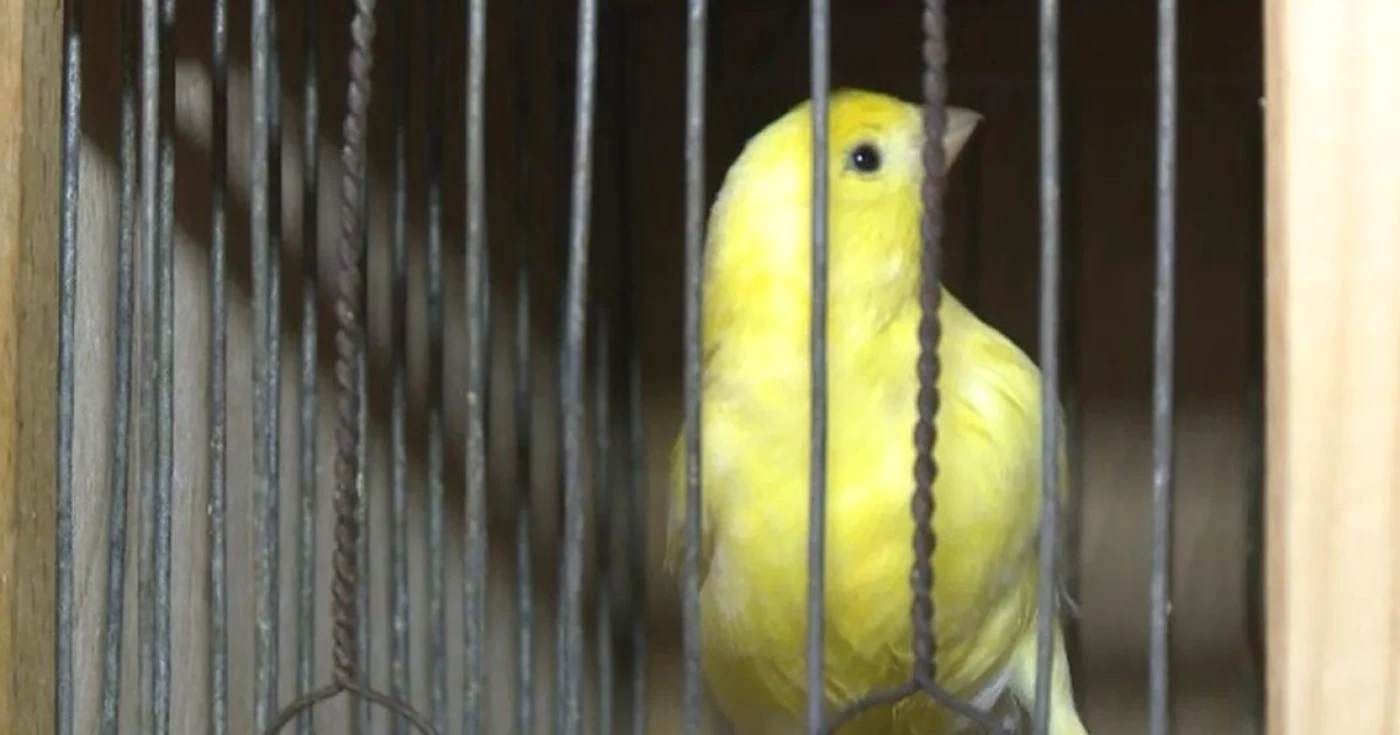 Cei mai buni canari cantatori au facut spectacoln la Cisnadioara - Foto Ramona Găină