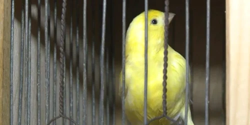 canari