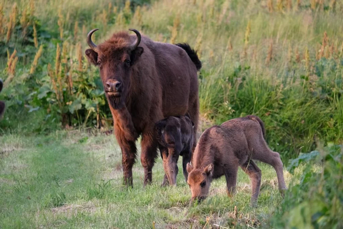 Zimbri cu pui FOTO Andrei Dumitrescu/Fundația Conservation Carpathia