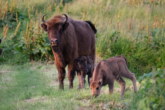 Zimbri cu pui FOTO Andrei Dumitrescu/Fundația Conservation Carpathia