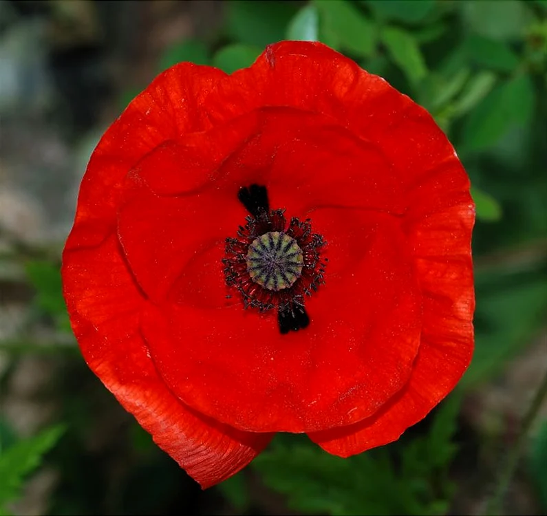 Poster papaver 3a jpg jpeg