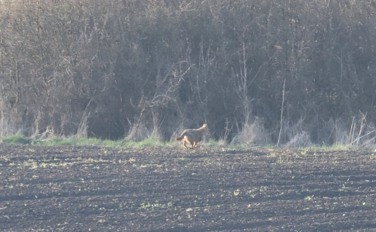 sacal auriu animal
